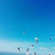 ぽんの画像
