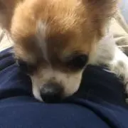 とーるの画像