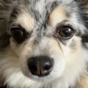 シャバーニ