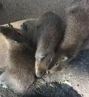 さばとらの画像