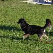 kaana