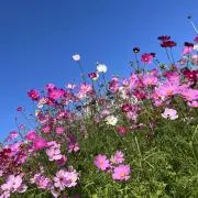 DAIKONNの画像