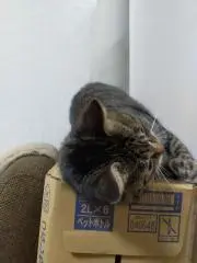 うしろかぶりの画像
