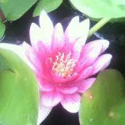 ☆☆虹色花☆☆の画像