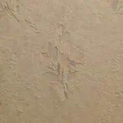 サナギ