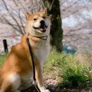 konohana
