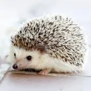 みっち
