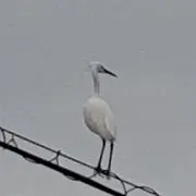 りょくちゃ