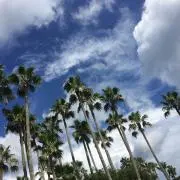 JASMINE