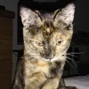 wakkarz