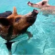 MMMの画像