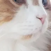 うし