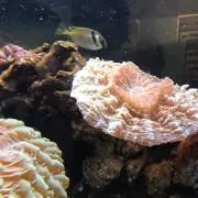 デも吉