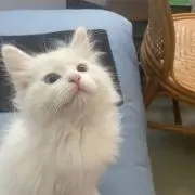 みみの画像