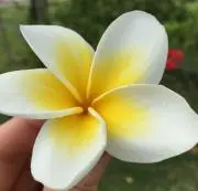 まろんの画像