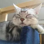 ちぇん