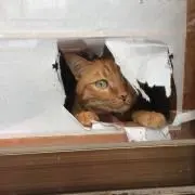 ウタ