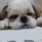 あっちゃん(断捨離中)の画像