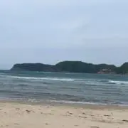 ピッピの画像