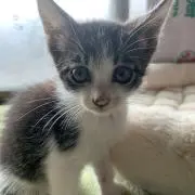 うさぎママ