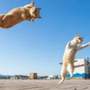 えだ