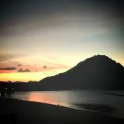 ミモザ