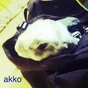 papoの画像