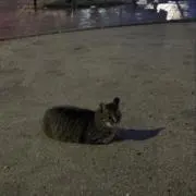 やゆ