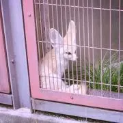 あーもんどの画像