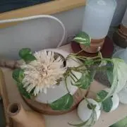 フンボルトペンギンの画像