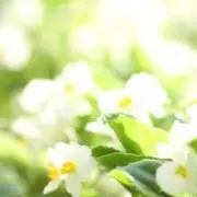 ビッキの画像