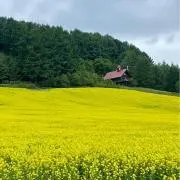 Nanaの画像