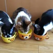 いろは