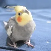 かずはの画像
