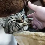 髙麗