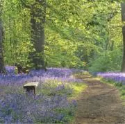 Bluebell*プロフご確認ください*の画像
