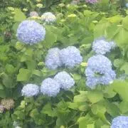 こぐまのこの画像