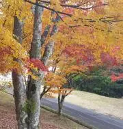 ゆなの画像