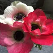 naileの画像