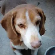 バモスの画像