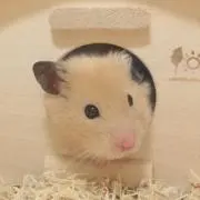memi‪の画像