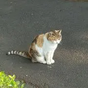 R.Aの画像
