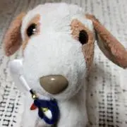 ワンダフルわんこの画像