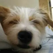 ラブの飼主