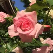 rose mamanの画像