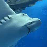 ちゅう