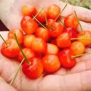 BBSS