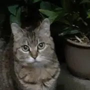 ゆうたる☆ミの画像