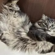 れの画像