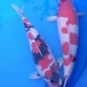 こなき